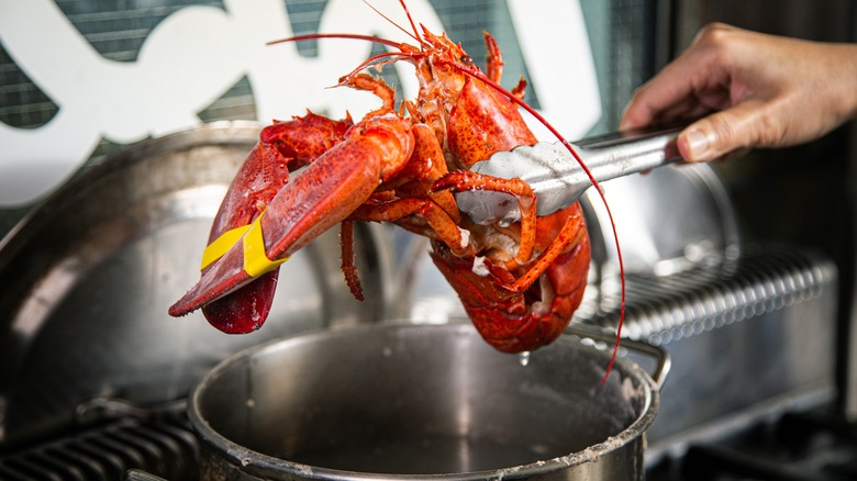 lobster in pot with tongs