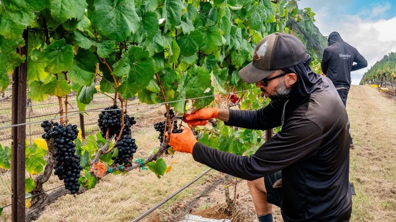 Male dressed in black with a baseball cap on, kneeling to clip grapes from vines, with another worker in the background.