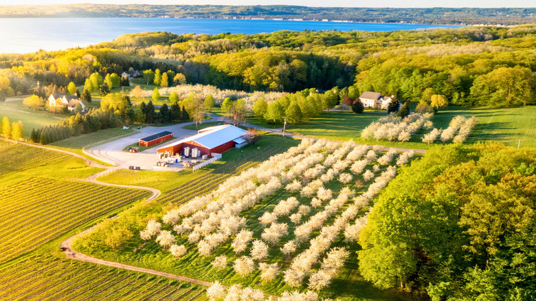 Aerial view of Black Star Farms with rows of vines and orchards set alongside a lake.