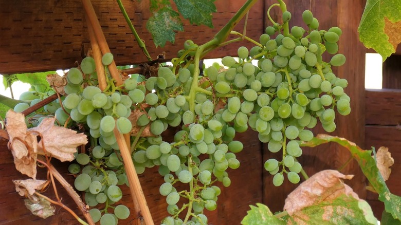 Green grapes hanging from the vine.
