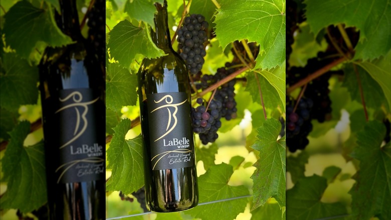 Bottle of LaBelle red wine among the grapes and leaves of a vineyard.