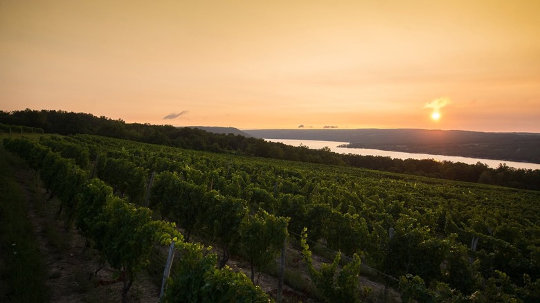 Golden skies and sun over vineyards sloping down to a lake.