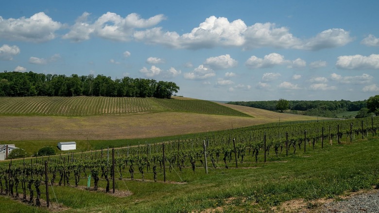 Rolling hills lined with rows of vineyard vines under blue skies, trees in the distance.