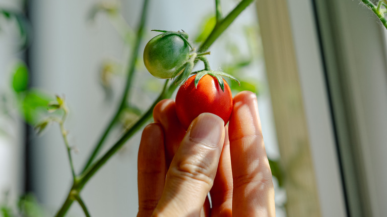 A person harvests a small, ripe tomato from a vine