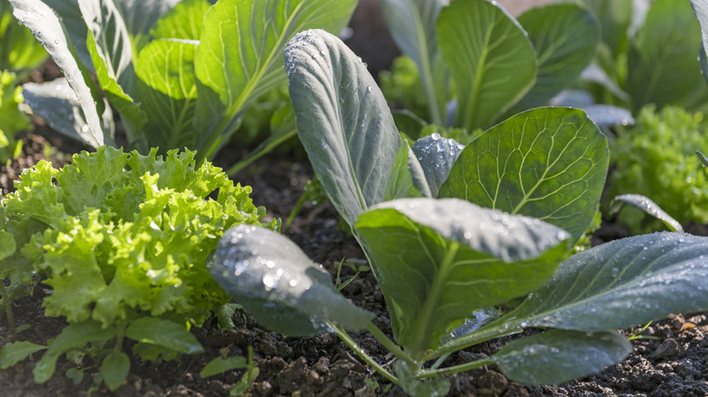 Cabbage and broccoli plants growing in a garden bed