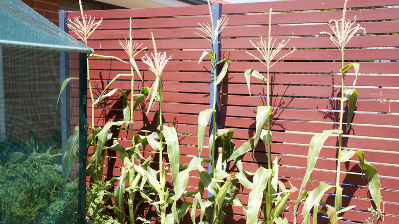 Stalks of corn growing in a small home garden