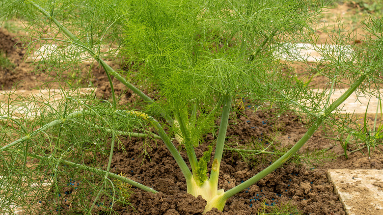 A large, healthy fennel plant sprouting from a bulb in a garden bed