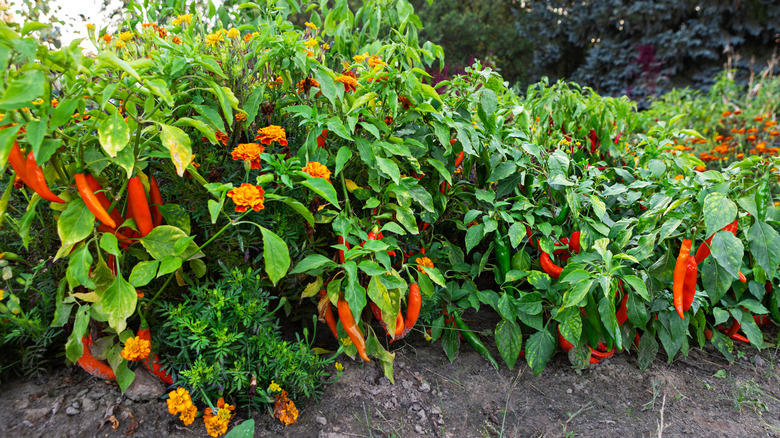 A lush, colorful array of pepper plants in a backyard garden