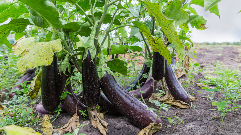 Large purple eggplants growing from a plant in a garden