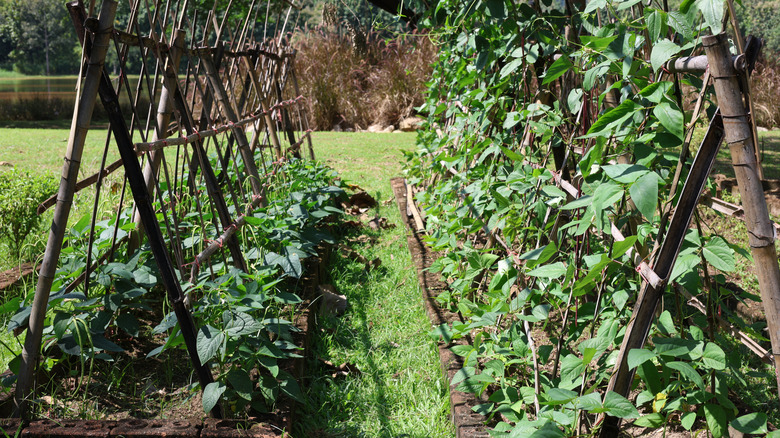 Climbing bean and pea plants in a backyard garden