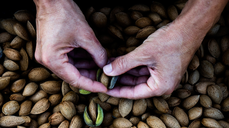 Hands holding an almond shell