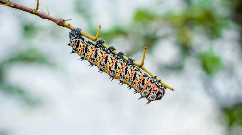 mopane worm caterpillar upside down on branch
