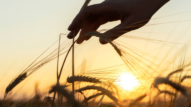 hand touching wheat at sunset