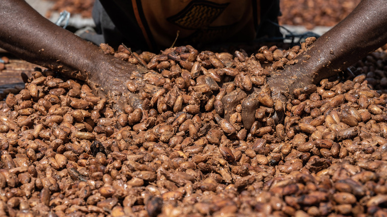 hands in pile of cacao seeds