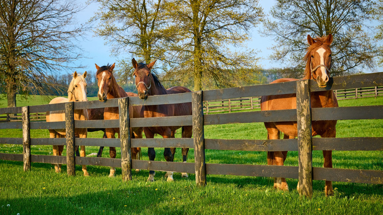 horses behind a wooden fence on a farm