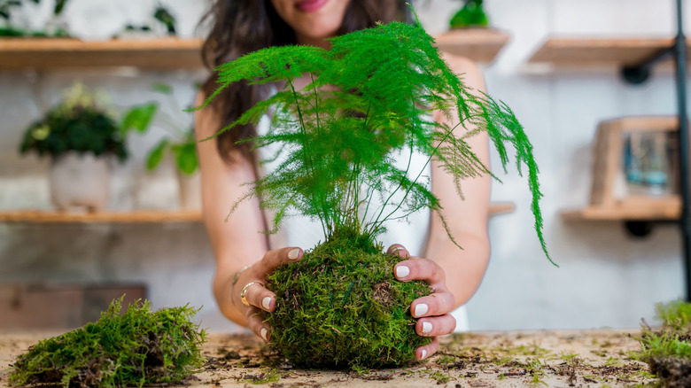 woman making kokedama plant