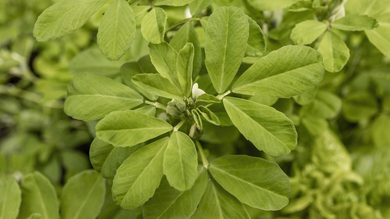 Fenugreek plant