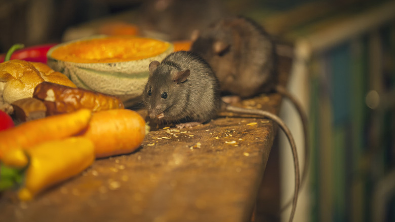 Two adorable vermin enjoying a meal of fruit, vegetables and bread