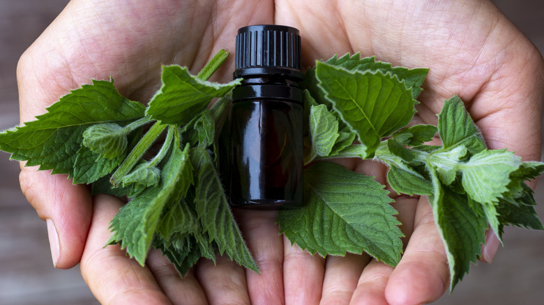 Hands holding peppermint leaves and small brown bottle