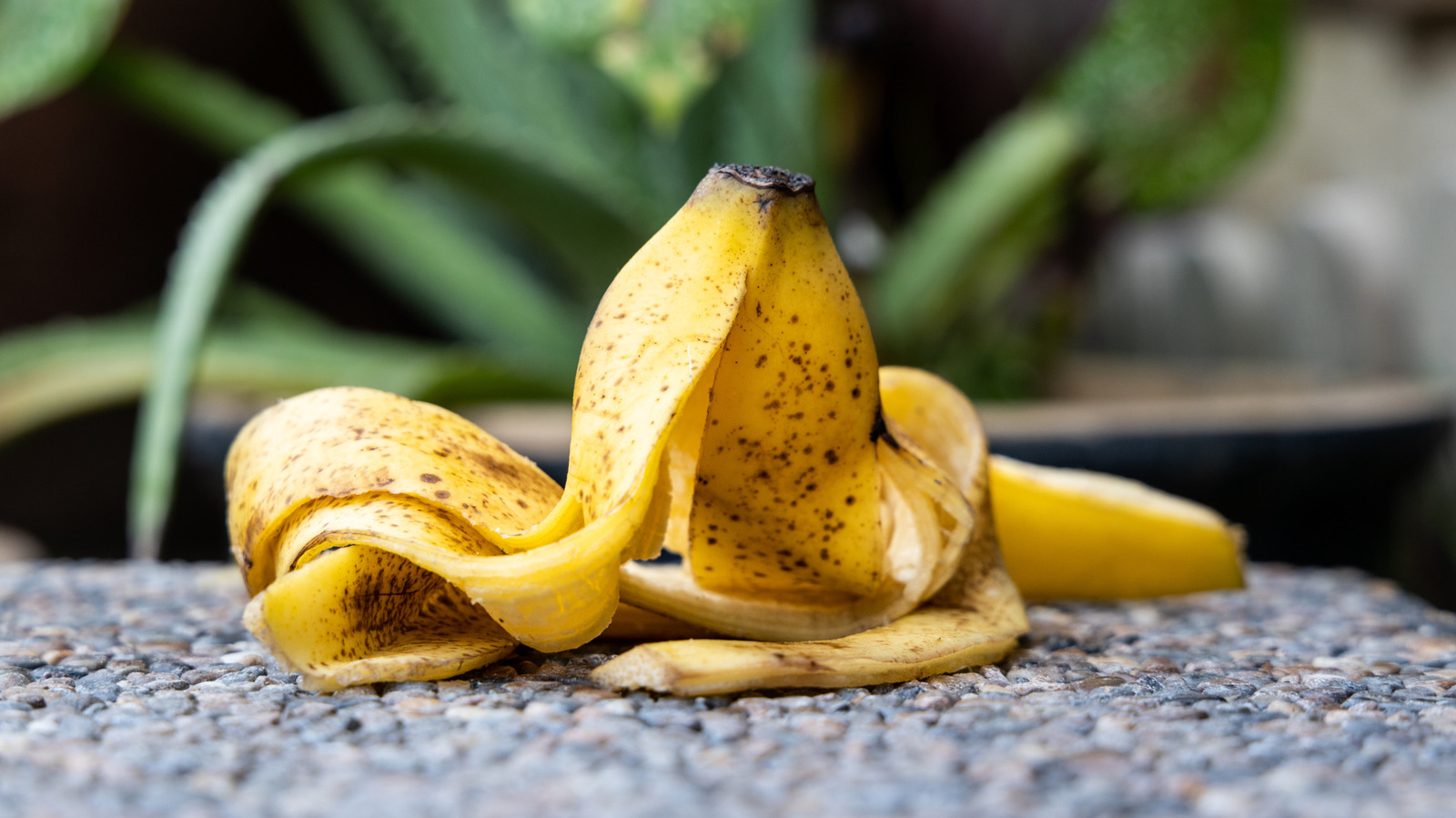 The Banana Peel Gardening Hack People Need To Stop Believing - Tasting Table