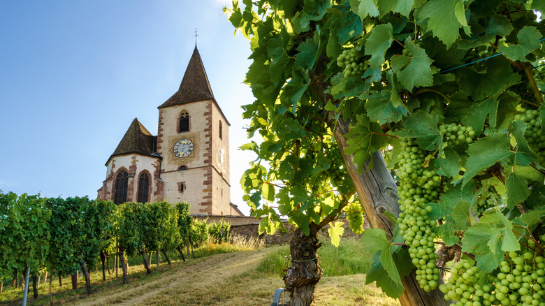 vineyards in Alsace