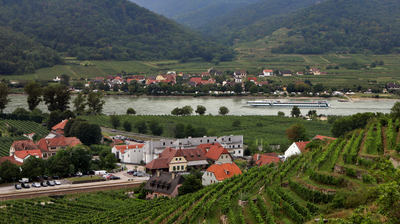 Austrian wine region vineyards