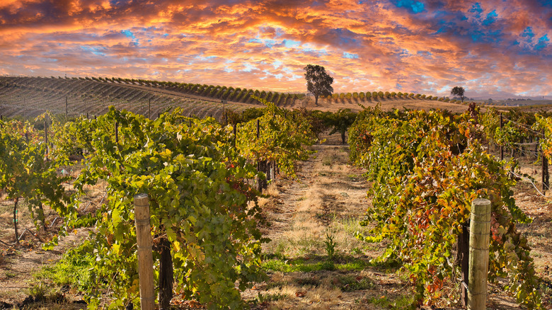 Vineyard in Paso Robles