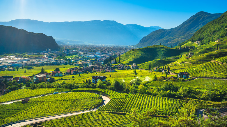 vineyards and mountain landscape