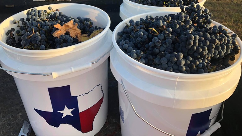 Texas wine grapes