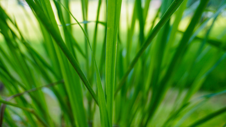 Leaves of the lemongrass plant