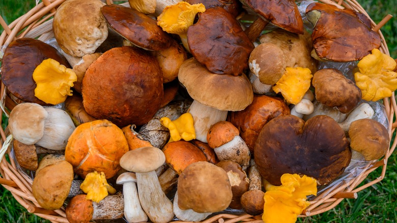 handfuls of mushrooms