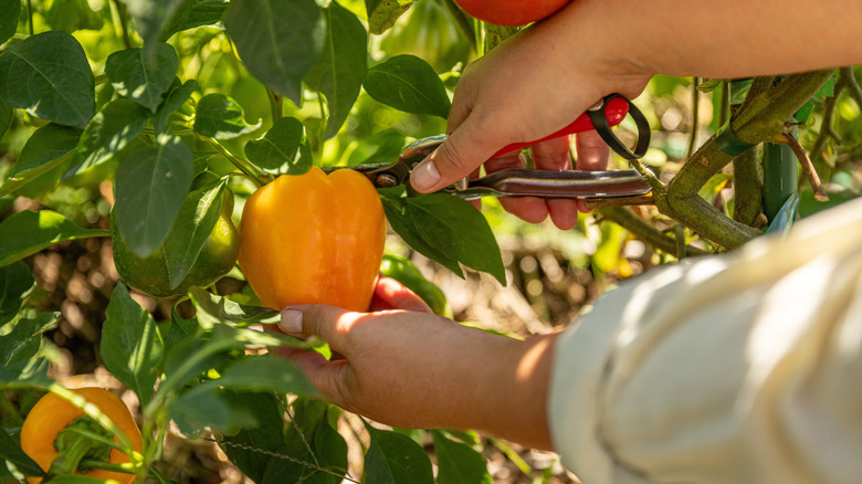 harvesting yellow bell pepper