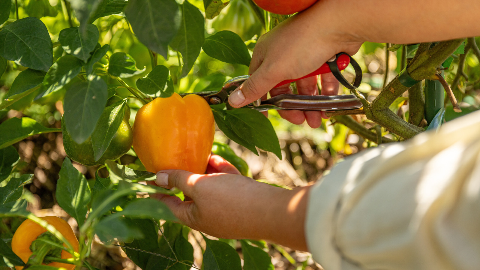 The Best Method For Picking Ripe Peppers Off The Plant - Yes, There Is A Right Way - Tasting Table