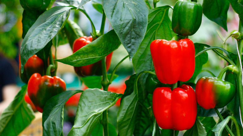 ripe red peppers hanging from plant