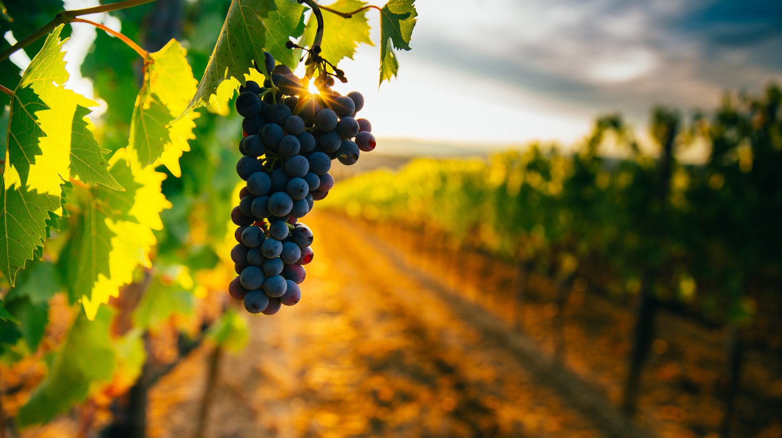 The Best Natural Wines To Try In 2022