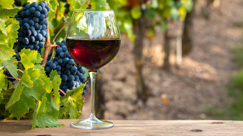 Glass of Gamay in vineyard