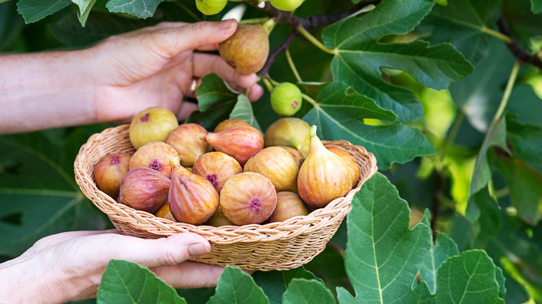 A person holding a basket picking fresh figs