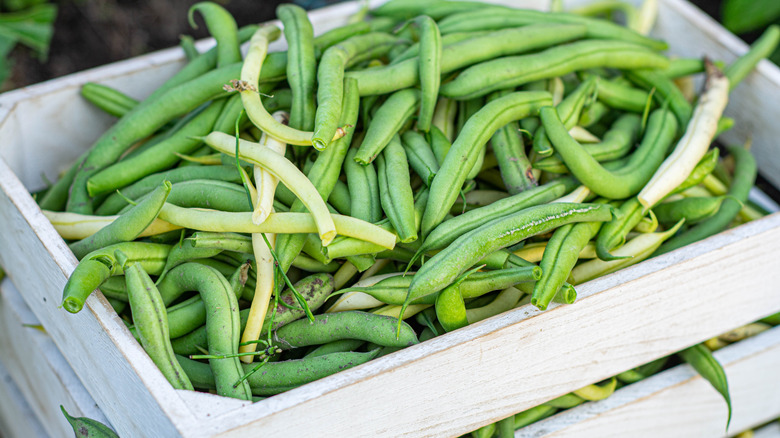 A wooden crate full of fresh green beans for sale at a produce stand