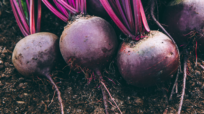 Closeup on red beets