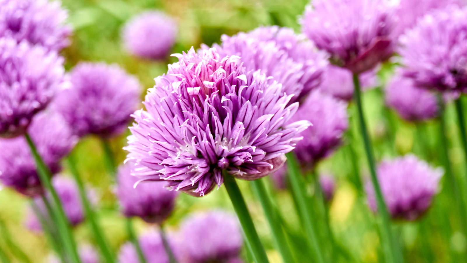 The Best Way To Incorporate Chive Blossoms Into Compound Butter