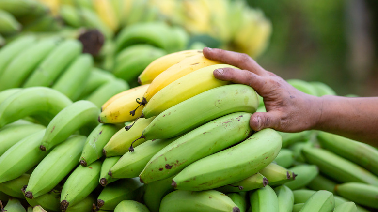 whole yellow and green bananas with peels