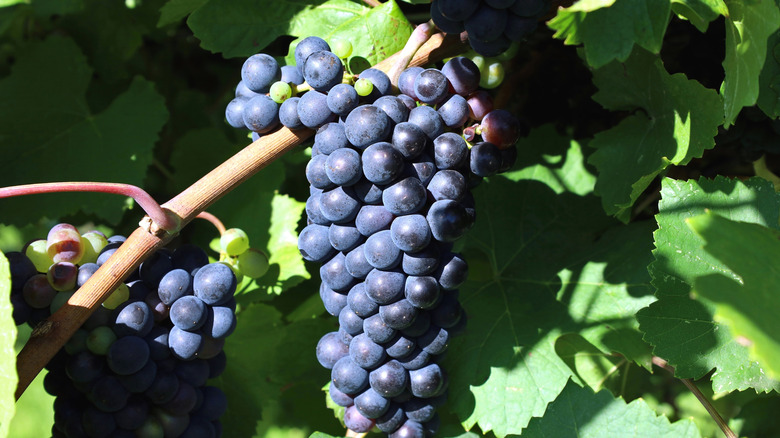 Bunch of pinot noir grapes on the vine