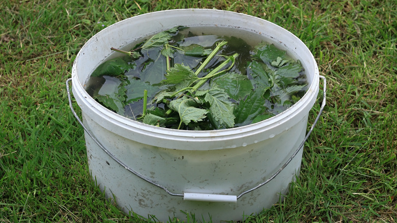 A plastic bucket of nettles soaking in water