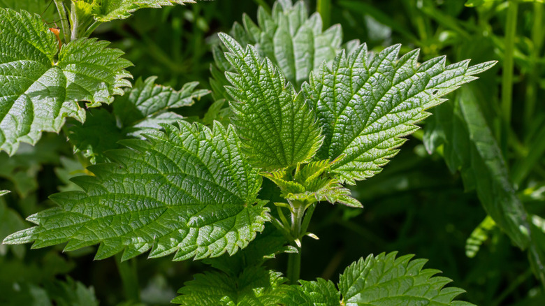 A closeup of a nettle plant