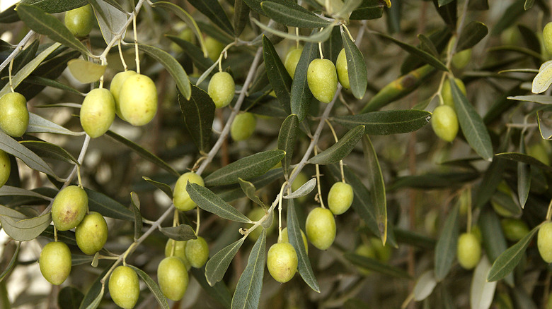 Olives in a california grove