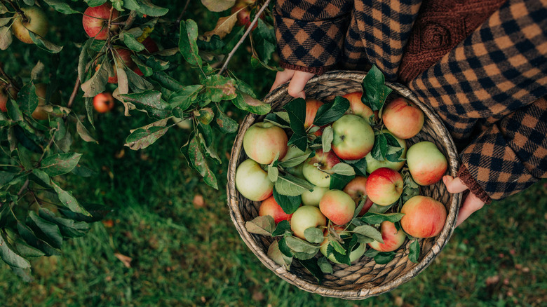 A person holds a basket of apples