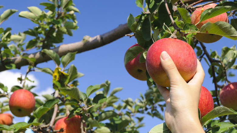 A person picks an apple from a branch