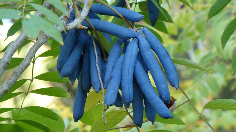 bunch of blue sausage fruit hanging from branch