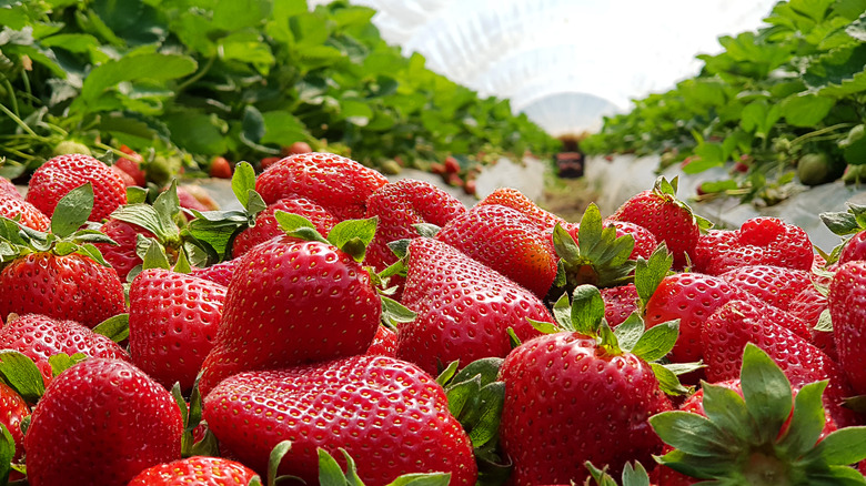 strawberries on farm