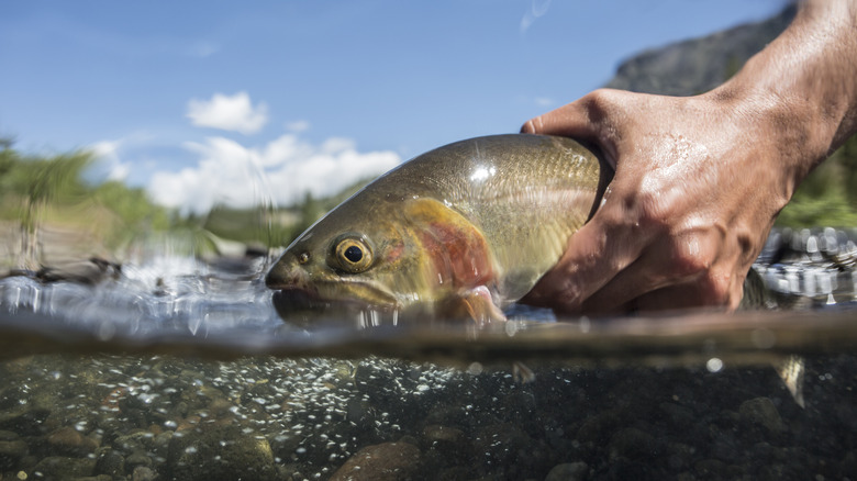 A person holds a trout above a river